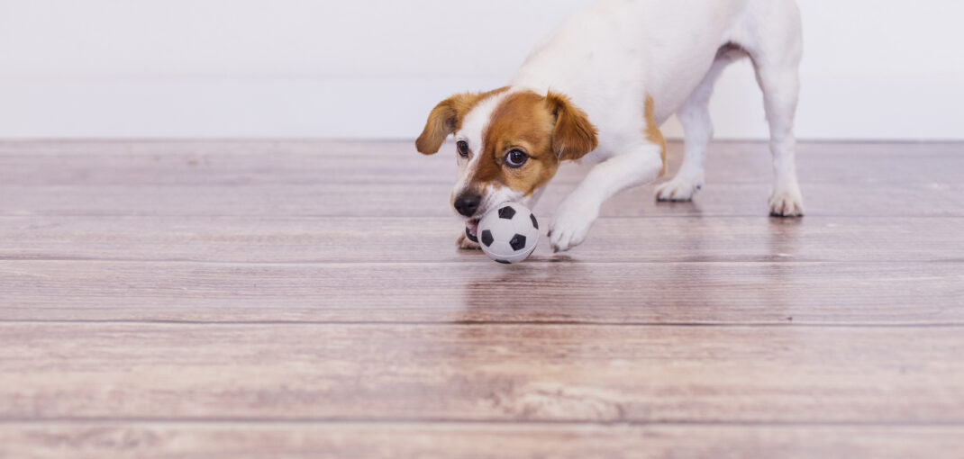 Pet-Friendly Flooring in Cypress, TX