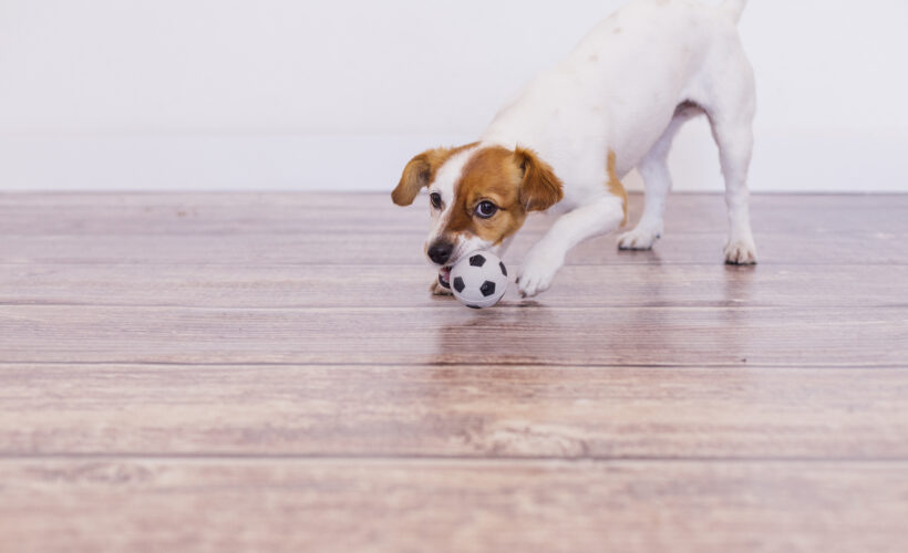 Pet-Friendly Flooring in Cypress, TX